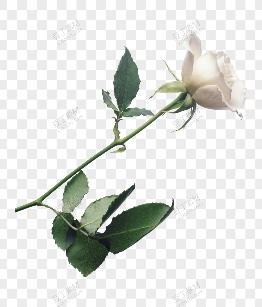 白玫瑰 (6)