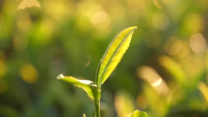 茶叶素材