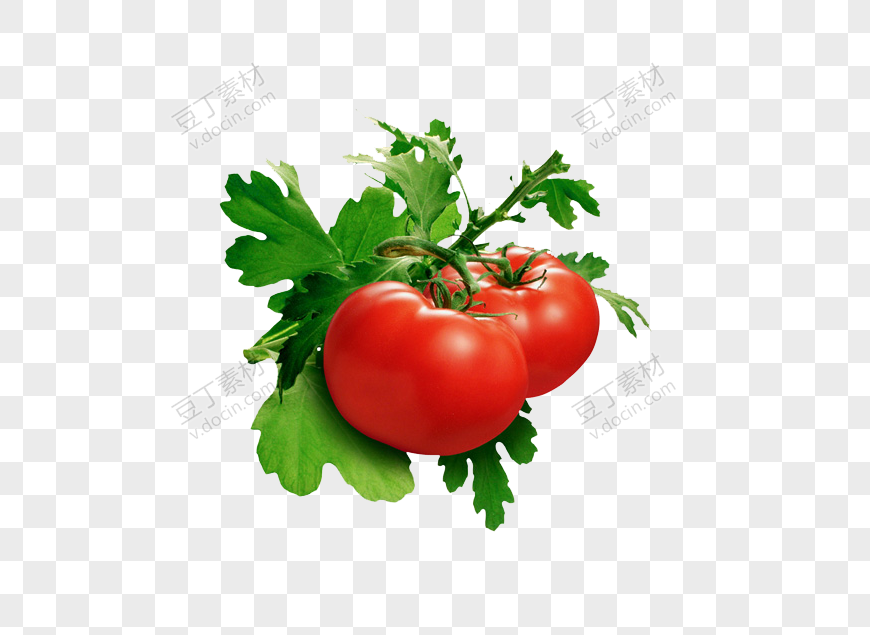 番茄、西红柿 (11)