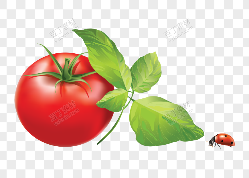 番茄、西红柿 (68)