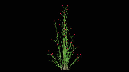 红色绿植小花生长素材