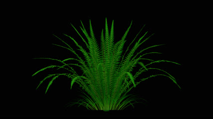 绿色植物生长动画素材
