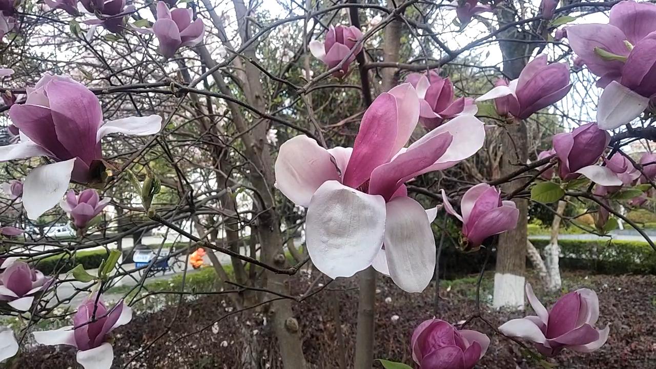 微风中的白色花朵特写实拍