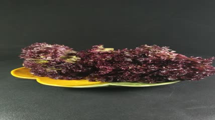蔬菜食物红珊瑚生菜4K实拍视频（6）