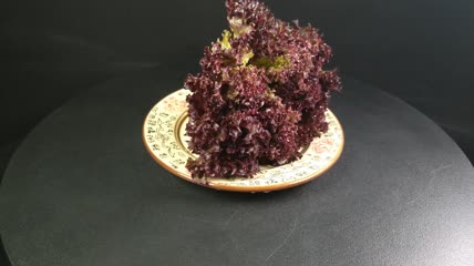 蔬菜食物红珊瑚生菜4K实拍视频（10）