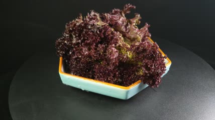 蔬菜食物红珊瑚生菜4K实拍视频（11）