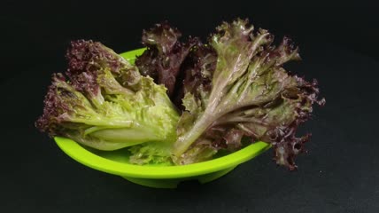 蔬菜食物红珊瑚生菜4K实拍视频（17）