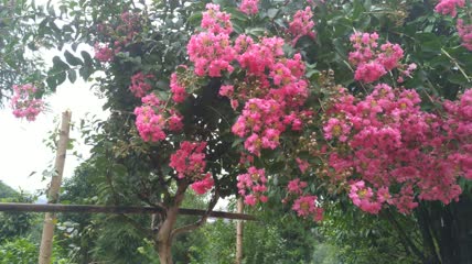 紫薇花花朵4K实拍视频（1）