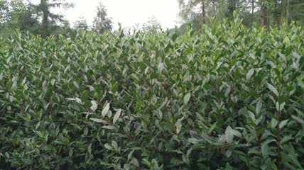 茶园茶叶枝条美景景色4K实拍视频（1）