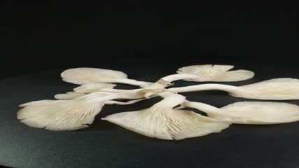 蔬菜美食平菇菌4K实拍视频（20）
