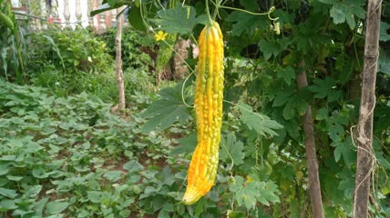 菜园种植的成熟苦瓜蔬菜美食4K实拍视频（1）