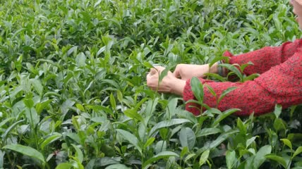 茶农在美丽茶园采摘茶叶4K实拍视频（1）