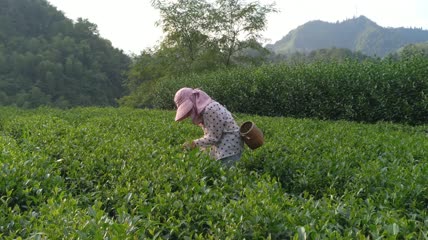 茶农在美丽茶园采摘茶叶4K实拍视频（2）