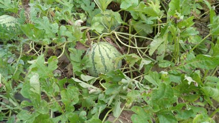农村菜园里种植的西瓜果实4K实拍视频（1）