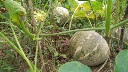 农村菜园里种植的南瓜蔬菜4K实拍视频（1）
