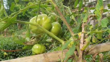 菜园里种植的营养生态青番茄蔬菜4K实拍视频（1）
