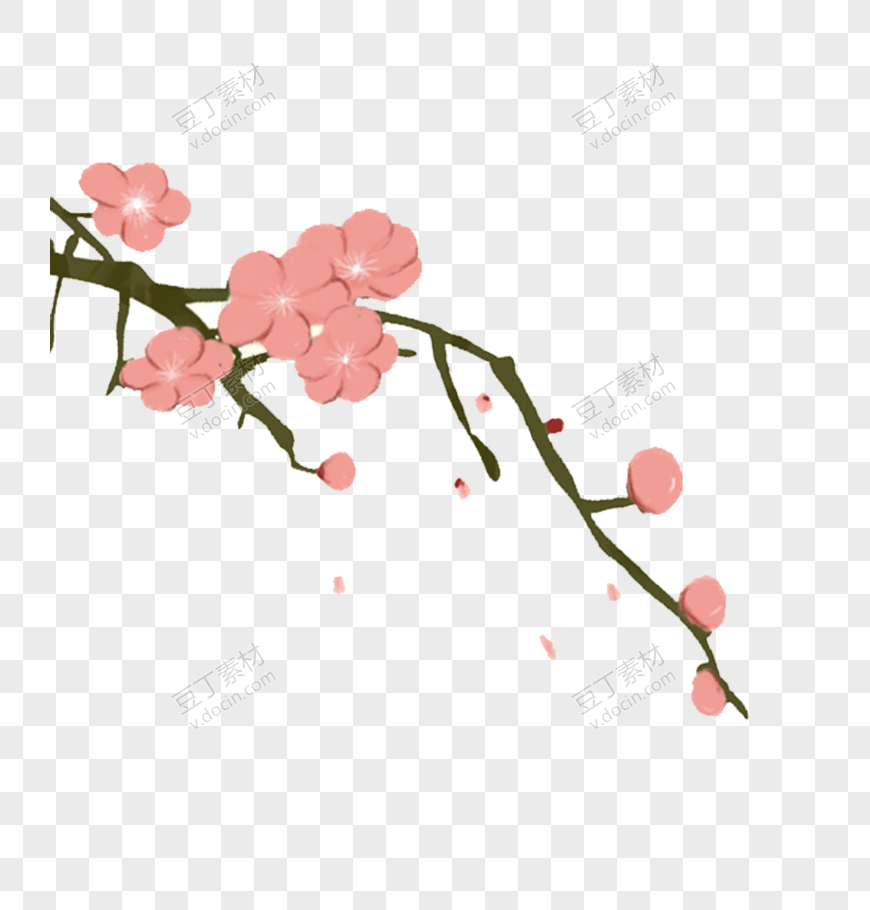 樱花 花枝