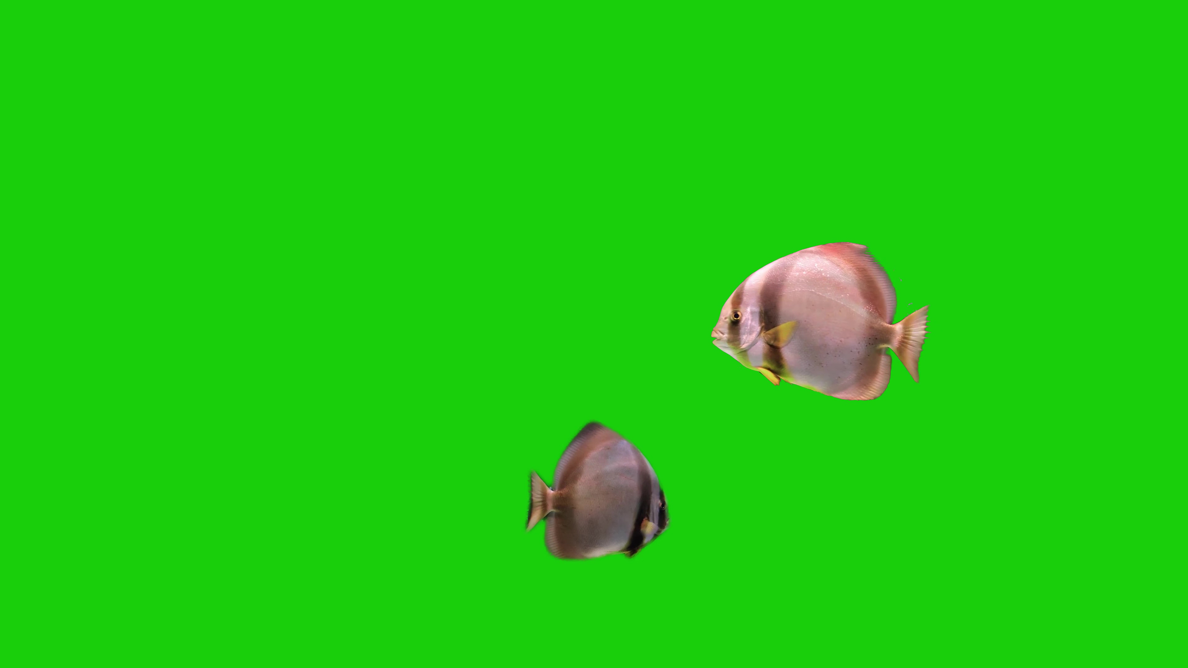 绿幕视频素材热带鱼