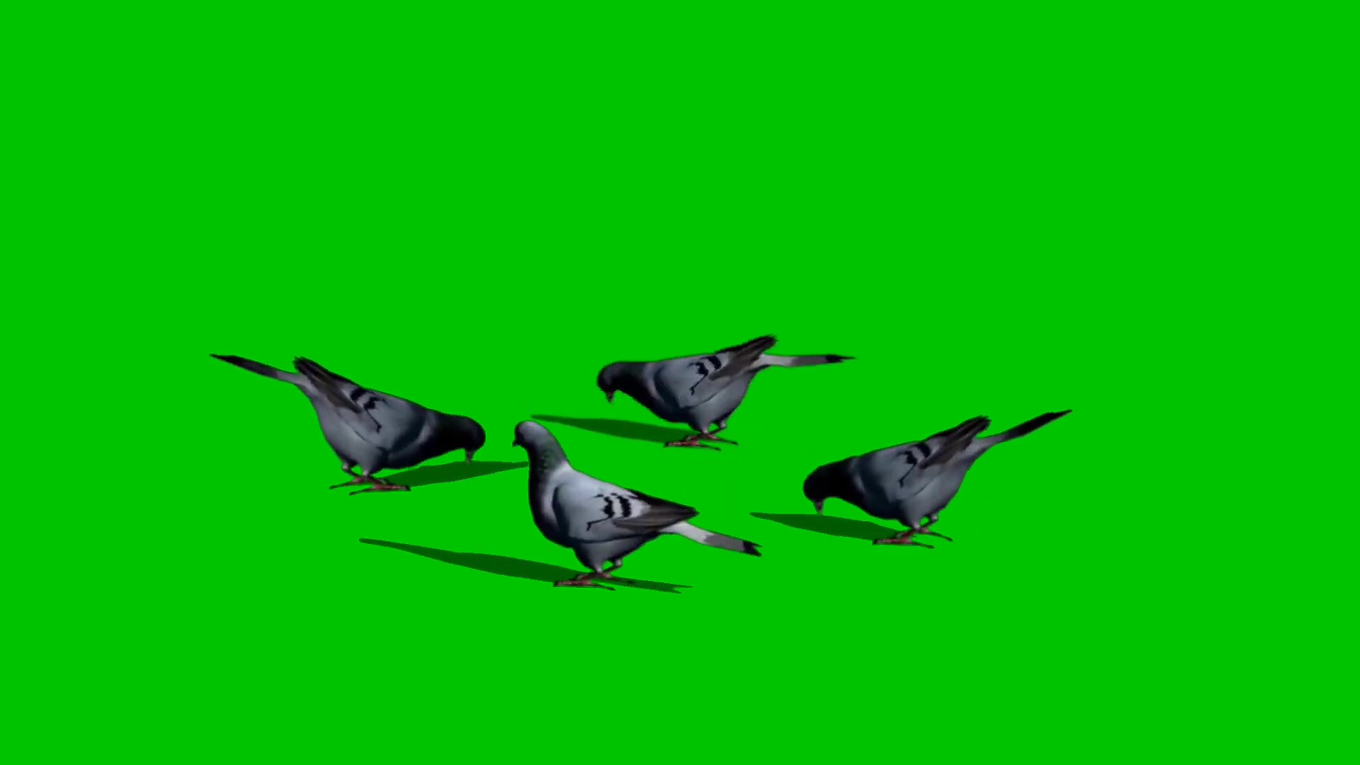 绿幕视频素材鸽子