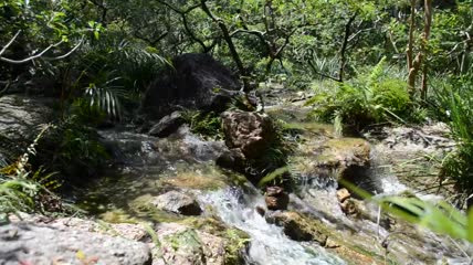 流经森林的天然溪流实拍