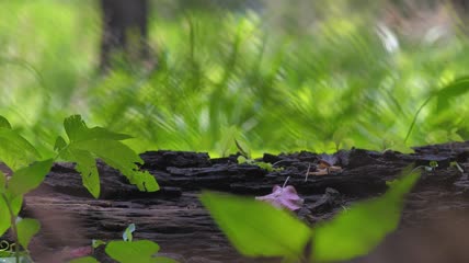绿色森林里的木头原木特写实拍