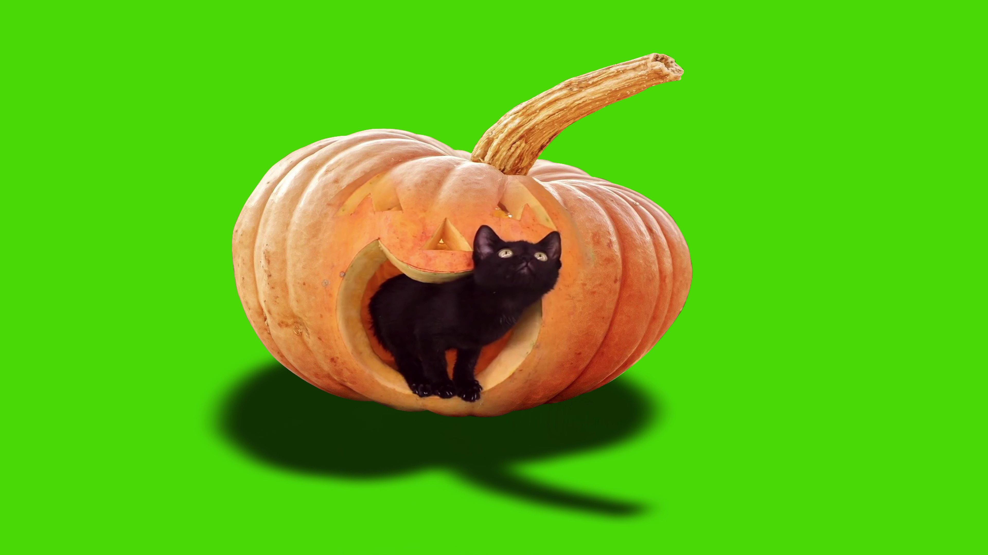 绿幕视频素材黑猫