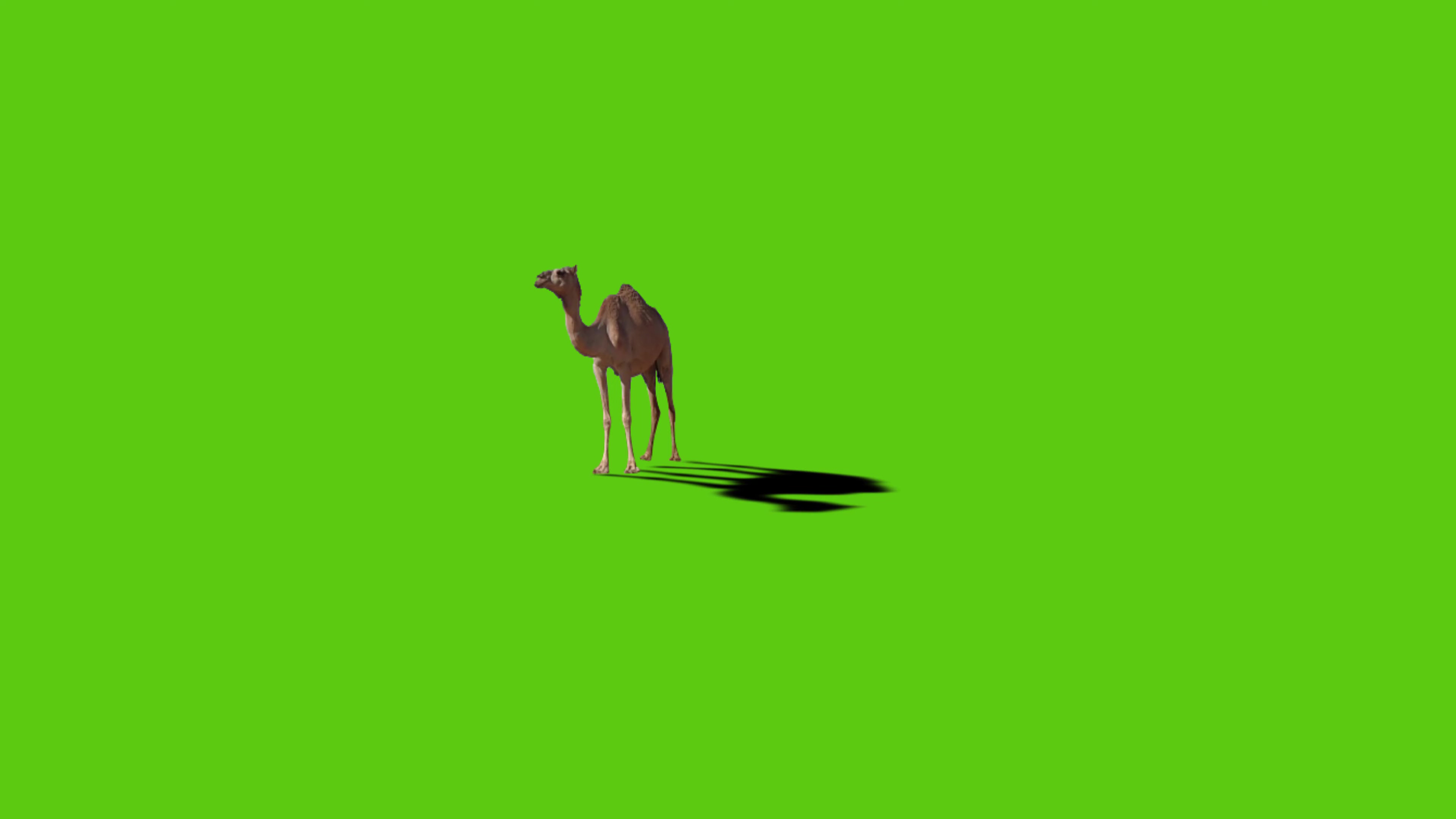 绿幕视频素材骆驼