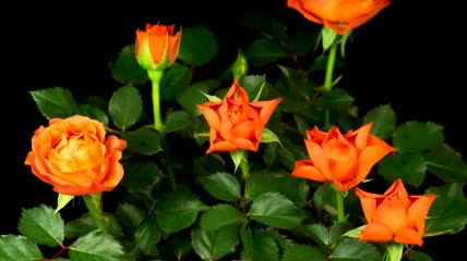 盛开的橙色玫瑰花视频素材