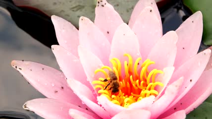 莲花上的蜜蜂特写视频