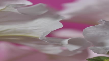 粉色背景上的白色花瓣特写实拍