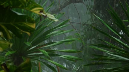 热带森林中的大雨实拍