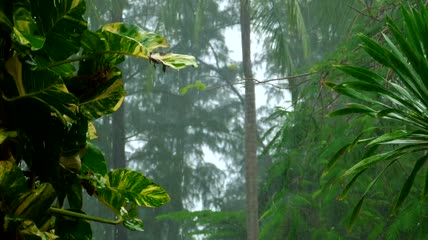 热带雨林上的大雨慢放实拍