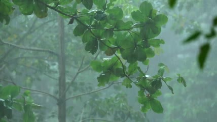 热带雨下的森林实拍