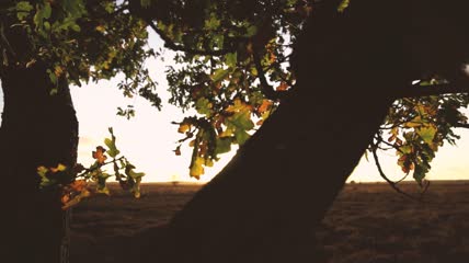 日落前一棵树的剪影实拍