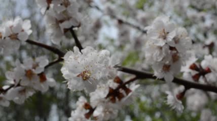 春光明媚花枝特写实拍