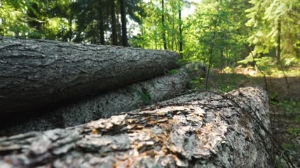 森林里倒下的木头特写实拍