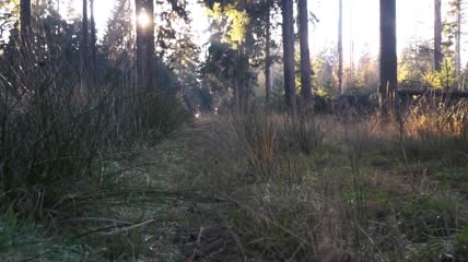 森林里的草实拍视频