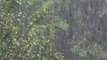 森林里的大雨特写实拍