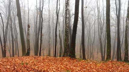 森林里的秋天实拍视频
