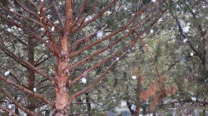 森林里的雪花实拍视频