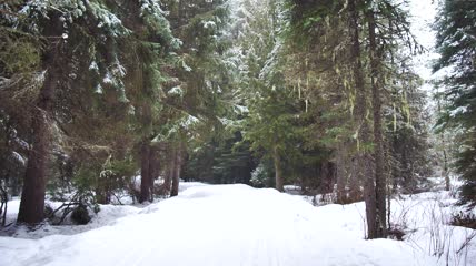 森林里的雪路实拍视频