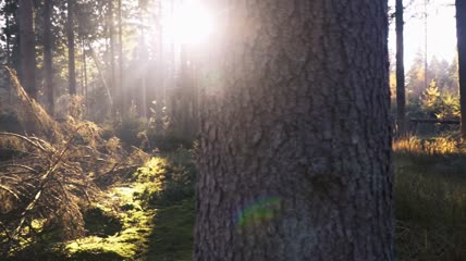 森林里的阳光实拍视频