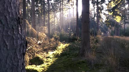 森林阳光实拍视频