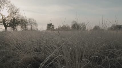森林里冬天的干草特写实拍