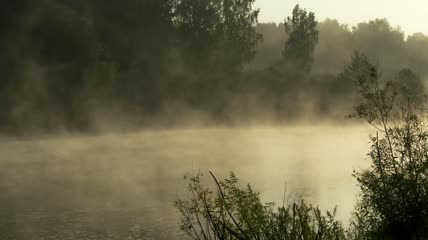 森林里清晨的薄雾实拍视频