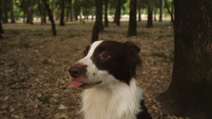 森林里微笑的狗特写实拍