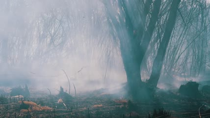 森林里着火的树实拍视频