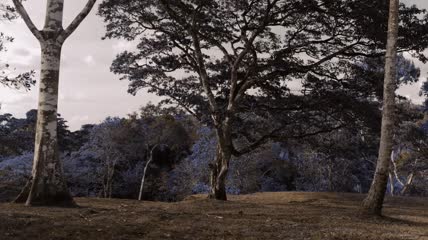森林中蓝花青树实拍视频