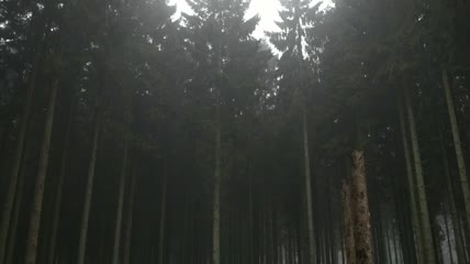 森林中茂密的植物实拍视频