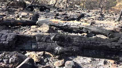 烧毁的森林和岩石特写实拍
